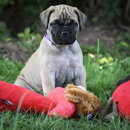 Bullmastiff Puppies from Tamar's Bullmastiffs (with Boundless Bullmastiffs)