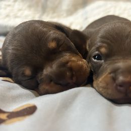 Dachshund and Poodle Puppies from Arkansas Standard Poodles & Dachshunds
