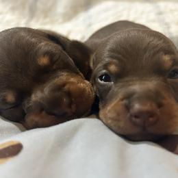 Dachshund and Poodle Puppies from Arkansas Standard Poodles & Dachshunds