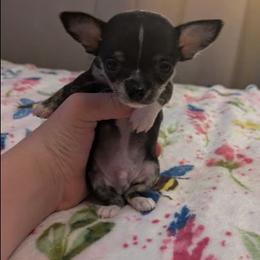 Louis - Black and white male Chihuahua puppy in Amity, Pennsylvania from Baxters Chihuahuas