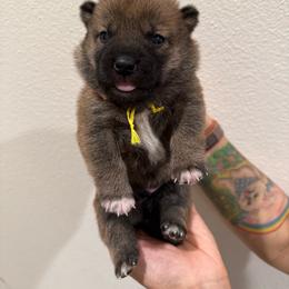 Yellow - Red male Shiba Inu puppy in Wildomar, California from Almond & Sesame