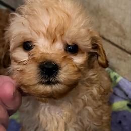 Pony Boy - Apricot male Goldendoodle puppy in Centralia, Missouri from Oodles Of Doodles Mo.