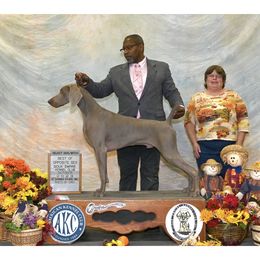 Valiant - Weimaraner