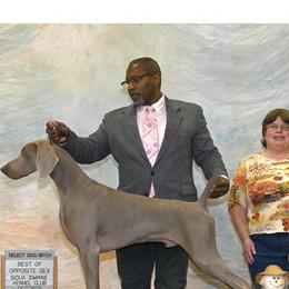Valiant - Weimaraner
