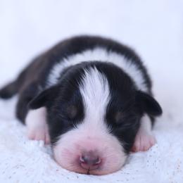 Isaiah - Black tri-color male Australian Shepherd puppy in Leavenworth, Kansas from Silverbrook Australian Shepherds