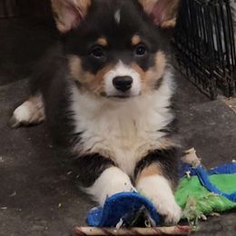 Spencer - American Corgi puppy from Nightstreak Corgis