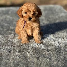 Royal - Apricot male Cavapoo puppy in Cuero, Texas from Firestorm Kennel