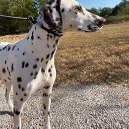 Dalmatian All Grown Up from Mainstreet Dalmation