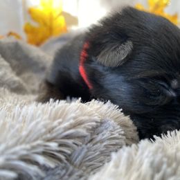 German Shepherd Puppies from Faithful Heart German Shepherds