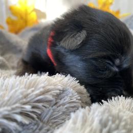 German Shepherd Puppies from Faithful Heart German Shepherds
