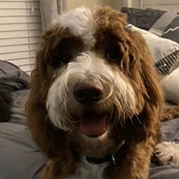 Mable  - Goldendoodle