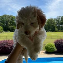 Pumba - Cream male Aussiedoodle puppy in Rainbow City, Alabama from Creek Bend Farm