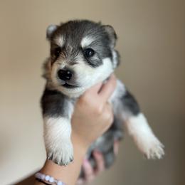 Siberian Husky Puppies from Broward Huskies