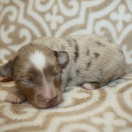Skipper - Red merle male Miniature Australian Shepherd puppy in Licking, Missouri from Burnett Aussies