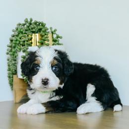 Shepherd - Tri-color male Bernedoodle puppy in Spanish Fork, Utah from K Brand Doodles