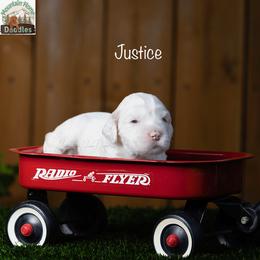 Justice - Apricot male Australian Labradoodle puppy in Cashmere, Washington from Mountain Home Doodles