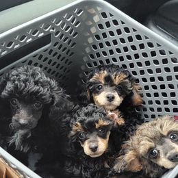 Poodle Puppies from Bobbies poodles