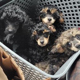 Poodle Puppies from Bobbies poodles