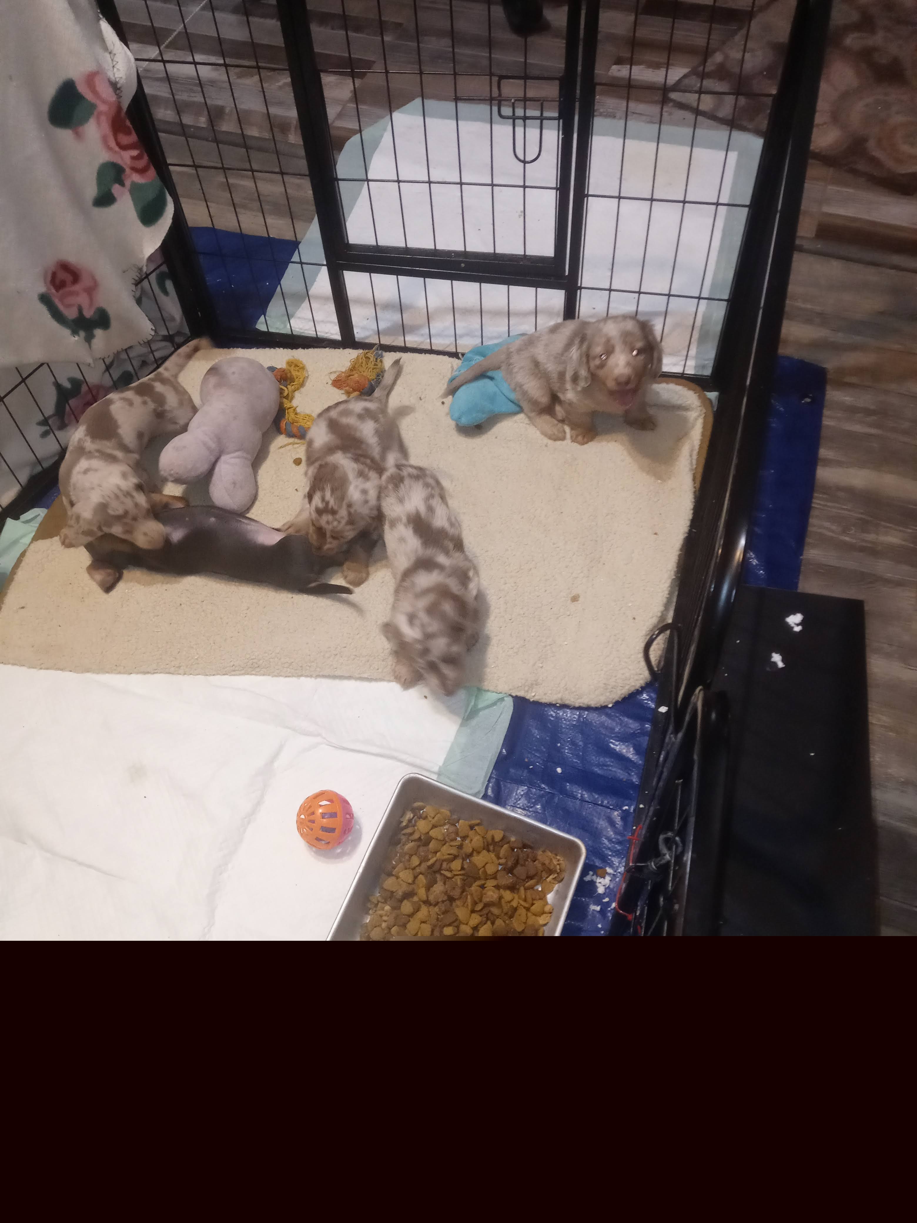 Dachshund Puppies from A&R Dachshund
