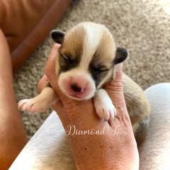 Calypso - Red female Pembroke Welsh Corgi puppy in Weston, Idaho from Diamond Fox Corgis