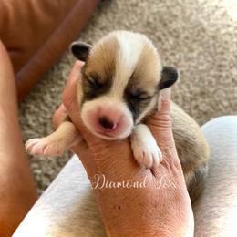 Calypso - Red female Pembroke Welsh Corgi puppy in Weston, Idaho from Diamond Fox Corgis