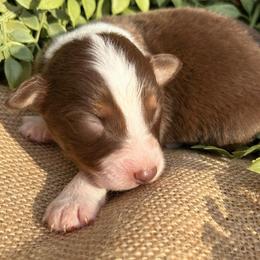 Randy - Red tri-color male Australian Shepherd puppy in Butler, Georgia from Aussies at Howling Hill Farm