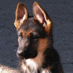 German Shepherd All Grown Up from Vom Harmon Haus German Shepherds