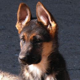 German Shepherd All Grown Up from Vom Harmon Haus German Shepherds