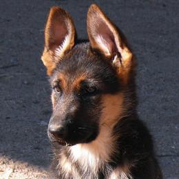 German Shepherd All Grown Up from Vom Harmon Haus German Shepherds
