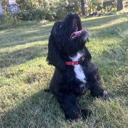 Cocker Spaniel Puppies from Huntcrest Cockers