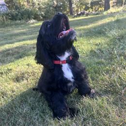Cocker Spaniel Puppies from Huntcrest Cockers