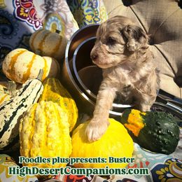 Aussiedoodle, Poodle, and Toy Australian Shepherd Puppies from High Desert Companions