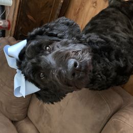 Posie - Schnoodle