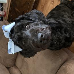 Posie - Schnoodle