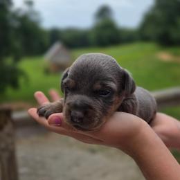 Buzz - Blue male American Hunt Terrier puppy in Cave City, Arkansas from Bayou Valley Shepherds and American Hunt Terriers