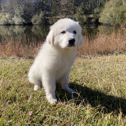 Great Pyrenees Puppies from Sweet Land of Liberty