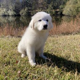 Great Pyrenees Puppies from Sweet Land of Liberty