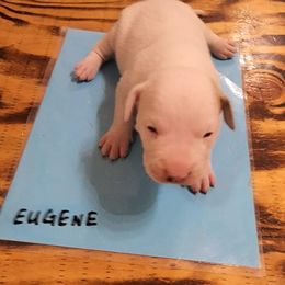 Eugene - American Bulldog puppy in Yellville, Arkansas from Offerman Family Bulldogs