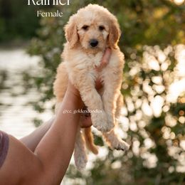Rainer - Apricot female Goldendoodle puppy in Lusby, Maryland from C&C Goldendoodles