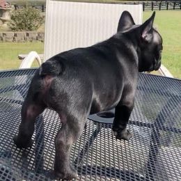 French Bulldog All Grown Up from Candy Coated Canines