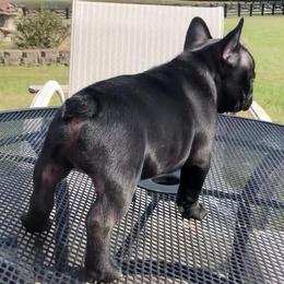 French Bulldog All Grown Up from Candy Coated Canines