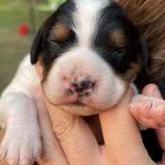 French Brittany Puppies from Breezy Point Brittanys-French and American
