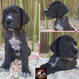 Great Dane Puppies from Gentle Giants of Tennessee Great Danes