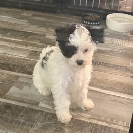 Dewey - Black & white male Maltipoo puppy in Wayland, New York from Loris Pampered Pooches💕
