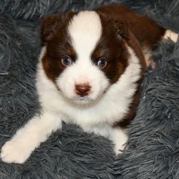 "TBD" Miniature Australian Shepherd Puppies from Eldorado Ranch Mini Aussies
