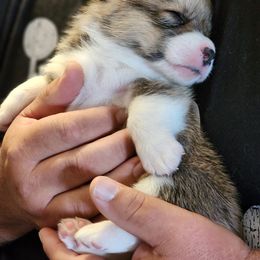 Pembroke Welsh Corgi Puppies from AW Corgis