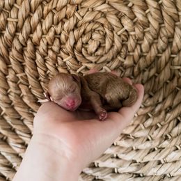 Assorted Doodle Crosses and Dachshund Puppies from Dailey Doodles and Dachshunds