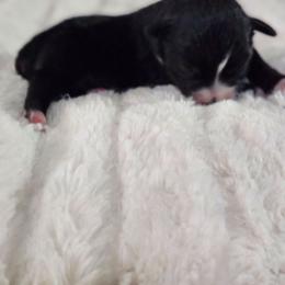 Bunny - Black tri female Miniature Australian Shepherd puppy in Gainesboro, Tennessee from Family Tradition