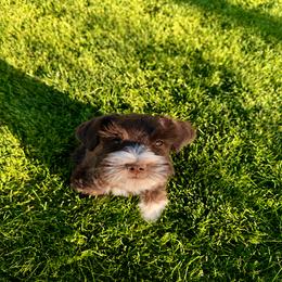 Hangman - Liver male Miniature Schnauzer puppy in Grantsville, Utah from Stellar Schnauzers