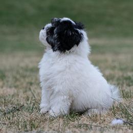 Lowchen Puppies from Dragonne Lowchen